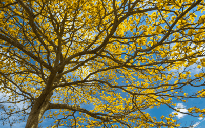 Cortez Amarillo – Gold Trumpet Tree