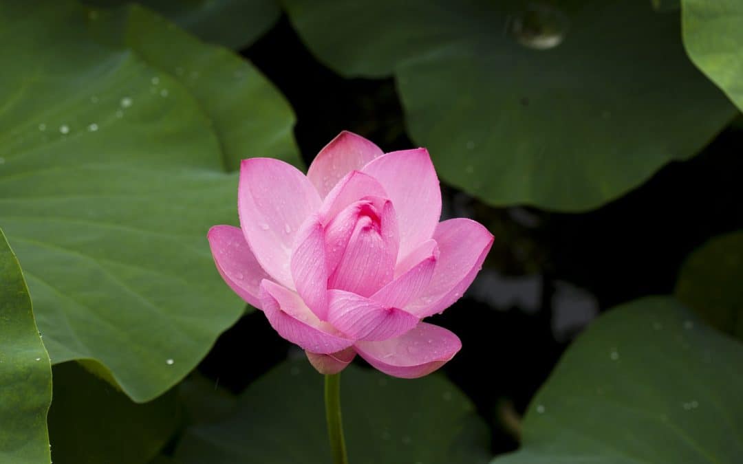 lotus-Sustainability-and-nature-conservation
