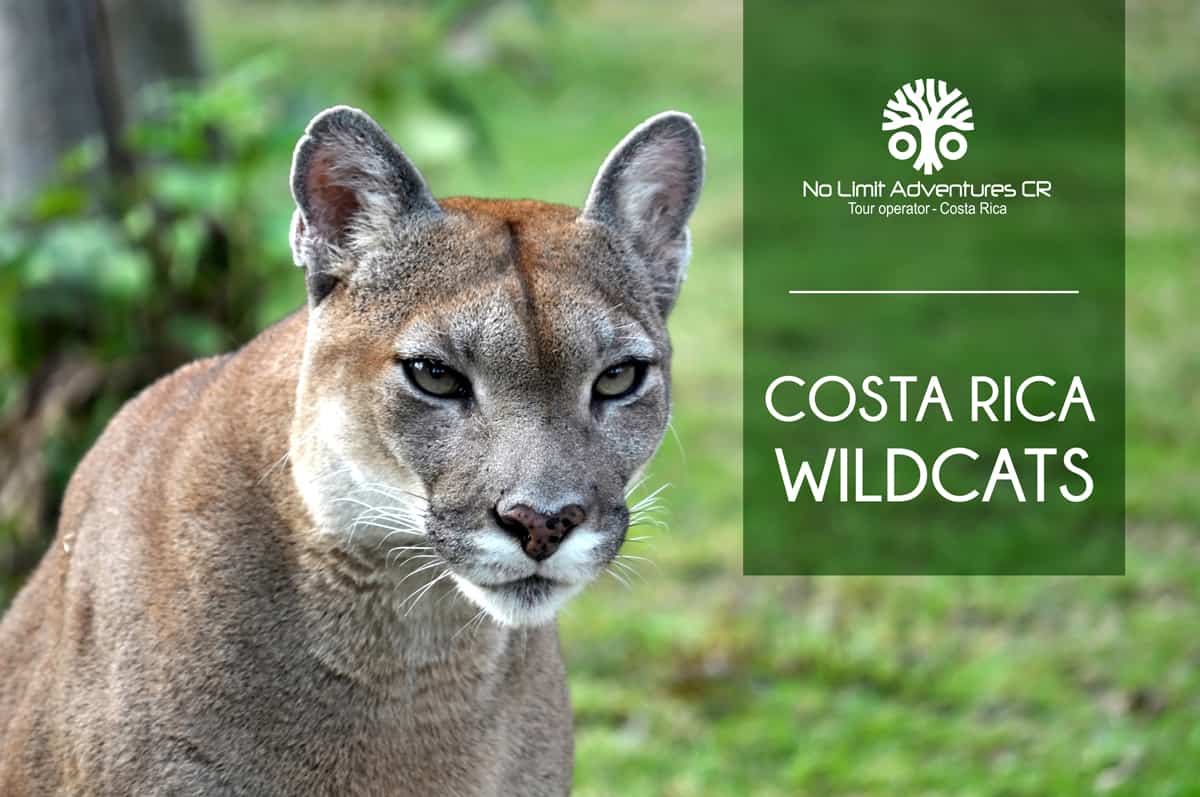 la puma costa rica