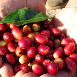 red coffee bean on hand