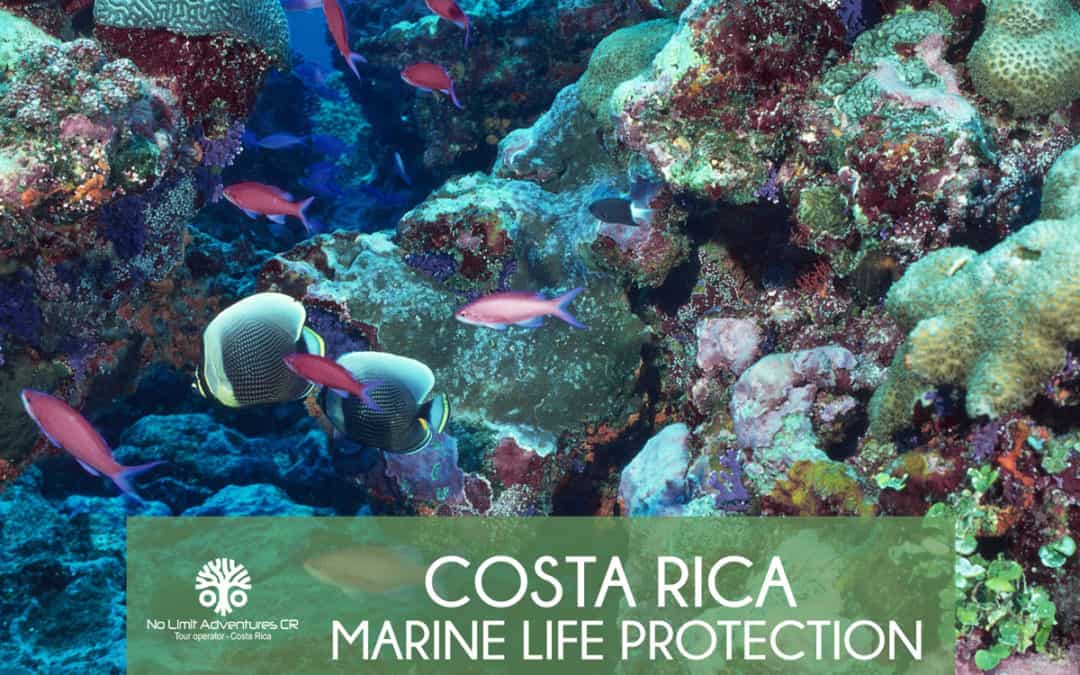 Costa Rica Marine Life protection
