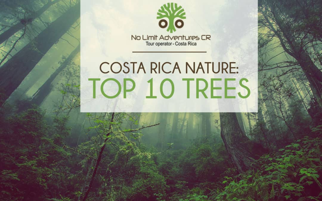 Costa Rica Nature: Top 10 Trees